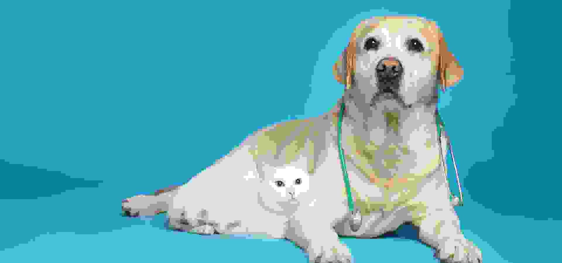 Imagem de fundo do produto My Life Pet Vet Switch - Físico 