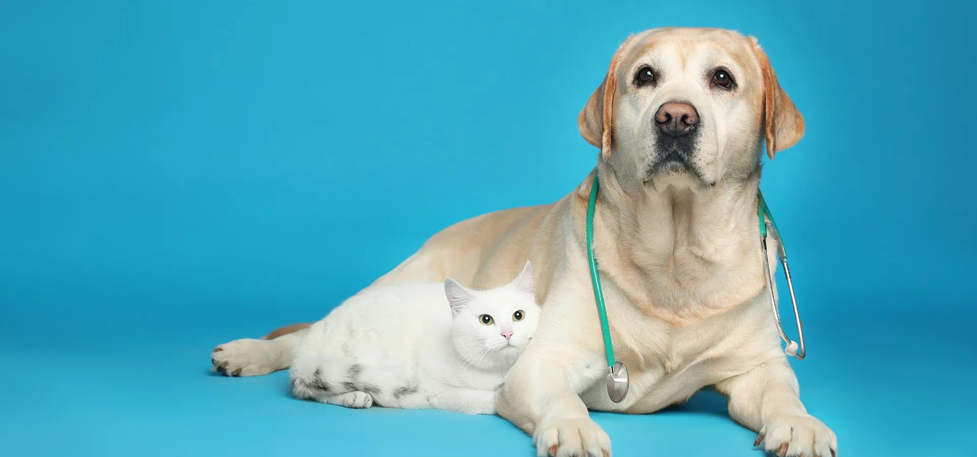 Imagem de fundo do produto My Life Pet Vet Switch - Físico 